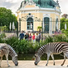 Dwie zebry pasą się przed pięknym, żółtym budynkiem w zoo wiedeń. Grupa ludzi obserwuje zwierzęta.