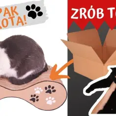Tani drapak dla kota z kartonu. Prosty sposób na domową zabawkę, która zachwyci twojego pupila