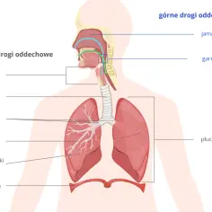 Płuca z oskrzelami i pęcherzykami płucnymi, które zwiększają powierzchnię wymiany gazowej.
