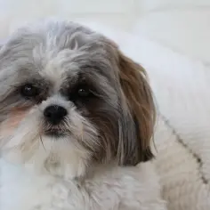 Uroczy piesek rasy shih tzu z puszystą sierścią i łagodnym spojrzeniem leży na białym kocu.