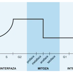 Wykres przedstawia cykl komórkowy: interfazę (G1, S, G2) i mitozę (profaza, metafaza, anafaza, telofaza). Krótko: mitoza to podział komórki macierzystej na dwie identyczne.