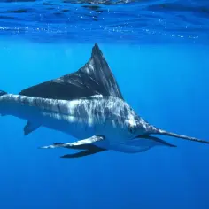 Marlin z charakterystycznym żaglem na grzbiecie pływa w głębinach oceanu.