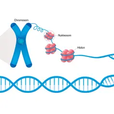 Schemat przedstawia organizację materiału genetycznego w jądrze komórkowym: DNA nawinięte na histony tworzy nukleosomy, które składają się na chromosomy.
