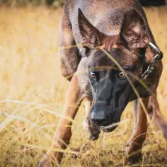 Czujny pies belgijski malinois w trawie, gotowy do akcji.