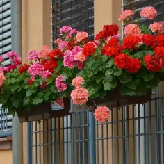Jak często podlewać pelargonie na balkonie, by uniknąć ich uschnięcia?