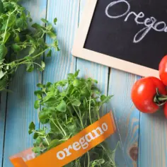 Świeże oregano na niebieskim tle, obok pomidorów i tabliczki z napisem "oregano". Idealne, co zamiast oregano do pizzy.