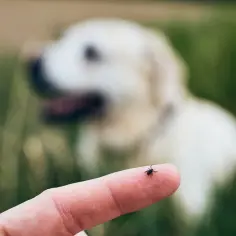 Jak działa tabletka na kleszcze i czy chroni twoje zwierzę przed zagrożeniami?