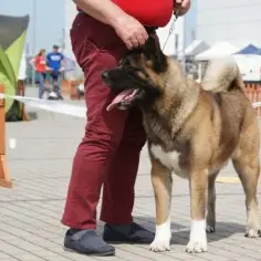 Czy akita amerykańska jest groźna? Poznaj prawdę o tej rasie psa