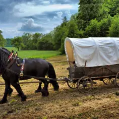 Czarny koń ciągnie wóz z białym płótnem, przemierzając polną drogę. Podróż od sasa do lasa trwa.
