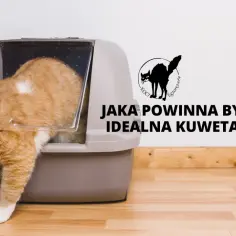Pomarańczowy kot wychodzi z dużej kuwety.
