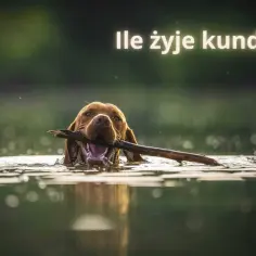 Szczęśliwy kundelek z patykiem w pysku pływa w wodzie. Zastanawiasz się, ile żyją kundelki?