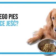 Pies nie chce jeść karmy? Skuteczne triki i kiedy do weta!