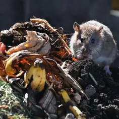 Szczur w kompoście. Gryzonie mogą przenosić hantawirusy, które są groźne dla ludzi.
