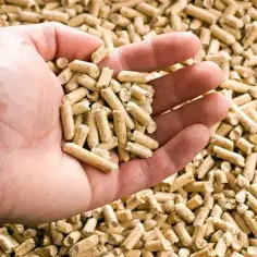 Dłoń trzyma garść pelletu drzewnego. Taki materiał opałowy jest coraz popularniejszy, a cena za tonę pelletu jest kluczowa dla wielu gospodarstw domowych.