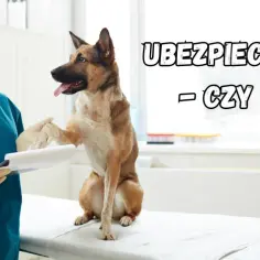 Ubezpieczenie psa rasowego: Kiedy to inwestycja, a kiedy wydatek?