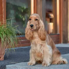 Cocker spaniel: włosy czy sierść? Odkryj różnice i pielęgnację