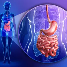 Anatomia układu pokarmowego z zaznaczonym żołądkiem i jelitami. Ilustracja może pomóc w zrozumieniu działania leków na zapalenie dwunastnicy.