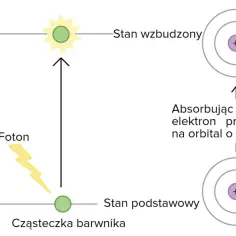 Elektron cząsteczki barwnika, absorbując kwant światła (foton), przeskakuje na wyższy poziom energetyczny.