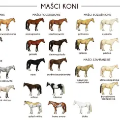 Koń gniadoro-dereszowaty, z jasną grzywą i ogonem, prezentuje maść dereszowatą.
