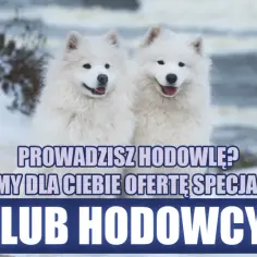Dwa białe, puszyste psy rasy Samoyed na tle zimowego krajobrazu. Napis: "Prowadzisz hodowlę? Mamy dla Ciebie ofertę specjalną. Klub Hodowcy".