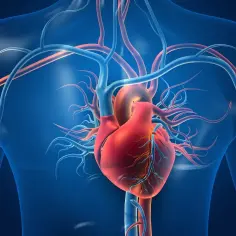 Anatomia człowieka: czerwone serce i sieć naczyń krwionośnych na tle błękitnego torsu.