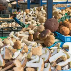 Po ile grzyby na skupie? Sprawdź aktualne ceny i zyski z zbiorów