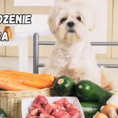 Uroczy piesek czeka na pyszne domowe jedzenie dla psa. Na stole marchewki, cukinia, mięso i jajka – idealne składniki, by dowiedzieć się, co gotować psu przepisy.