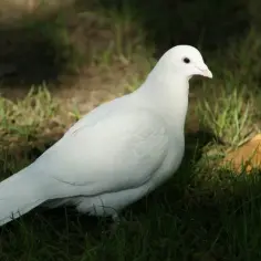 Skuteczne metody na odstraszenie gołębi z balkonu i ich gniazd