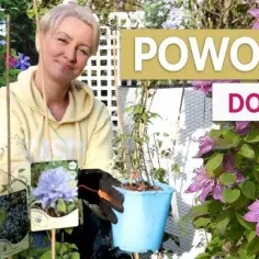 Kiedy sadzić powojniki na balkon, aby uniknąć przymrozków?