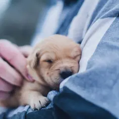 Słodki szczeniak śpi w ramionach, symbolizując umowę adopcyjną psa między osobami prywatnymi.