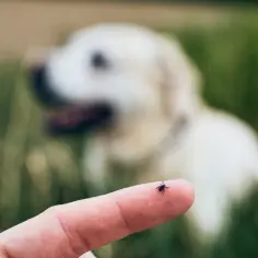Jak wygląda wbity kleszcz u psa i jak go bezpiecznie usunąć