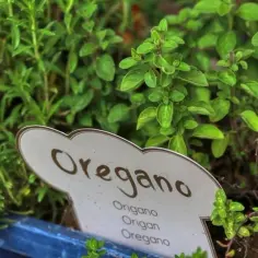 Oregano w kuchni: do jakich potraw warto je dodać, by zaskoczyć smakiem