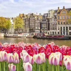Kolorowe tulipany na pierwszym planie, a w tle malowniczy kanał z łodziami i kamienicami w Amsterdamie. Idealny widok, by poczuć atmosferę miasta, jakby właśnie wysiadł z pociągu do Amsterdamu.