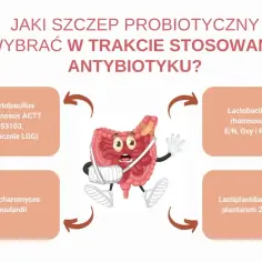 Jaki probiotyk przed czy po antybiotyku? Grafika pokazuje jelita w opasce, otoczone nazwami szczepów probiotycznych.