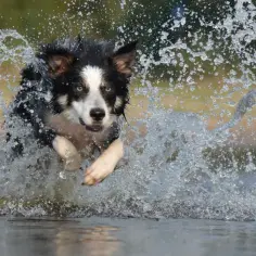Border Collie sierść czy włosy - poznaj różnice i pielęgnację