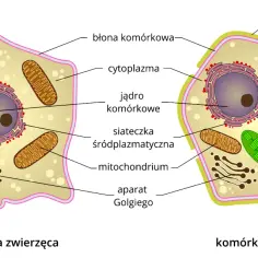 Schemat komórki zwierzęcej i roślinnej z zaznaczonymi organellami: jądro, mitochondria, lizosomy, aparat Golgiego, wodniczka, chloroplast.