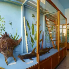 Muzeum w Jaworzu: Ocean w Beskidach? Rekiny, motyle, przewodnik