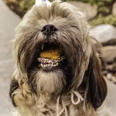 Uroczy shih tzu mieszaniec z kundlem z ciasteczkiem w pysku, ozdobionym kolorową posypką.