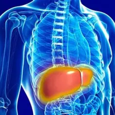 Anatomia wątroby, która może wskazywać na podwyższoną bilirubinę.
