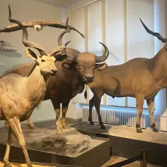 W muzeum historii naturalnej Berlin podziwiać można wypchane zwierzęta: antylopę, bawoła i orła w locie.