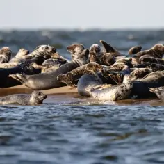 Duża grupa fok odpoczywa na piaszczystej plaży nad Bałtykiem.