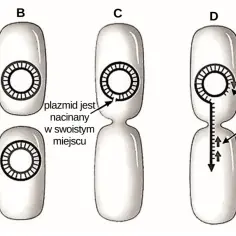Koniugacja bakteryjna: plazmid jest nacinany, a jego DNA powielane i przekazywane do drugiej bakterii.
