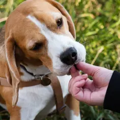 Mój beagle ucieka! Jak zapanować nad instynktem tropiącym?