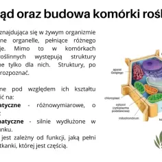 Schemat komórki roślinnej z widocznymi organellami, takimi jak ściana komórkowa i chloroplasty, ilustruje, czym się różni komórka roślinna od zwierzęcej.