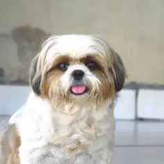 Czy shih tzu uczula? Odkryj prawdę o alergiach na psy