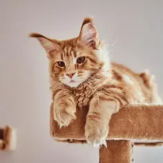 Ruda kotka Maine Coon leży na drapaku, patrząc w obiektyw.