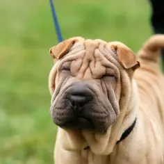 Uroczy shar pei długowłosy z zamkniętymi oczami, wpatrzony w trawę.