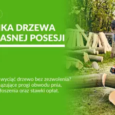 Mężczyzna z piłą łańcuchową ścina drzewo. Dowiedz się, jakie drzewa można wyciąć bez pozwolenia na własnej posesji.