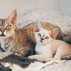 Devon rex liliowy - piękno i unikalne cechy tej rasy kotów