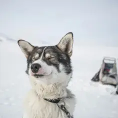 Uśmiechnięty pies rasy husky na tle śnieżnego krajobrazu. Zastanawiasz się, ile kosztuje pies husky?